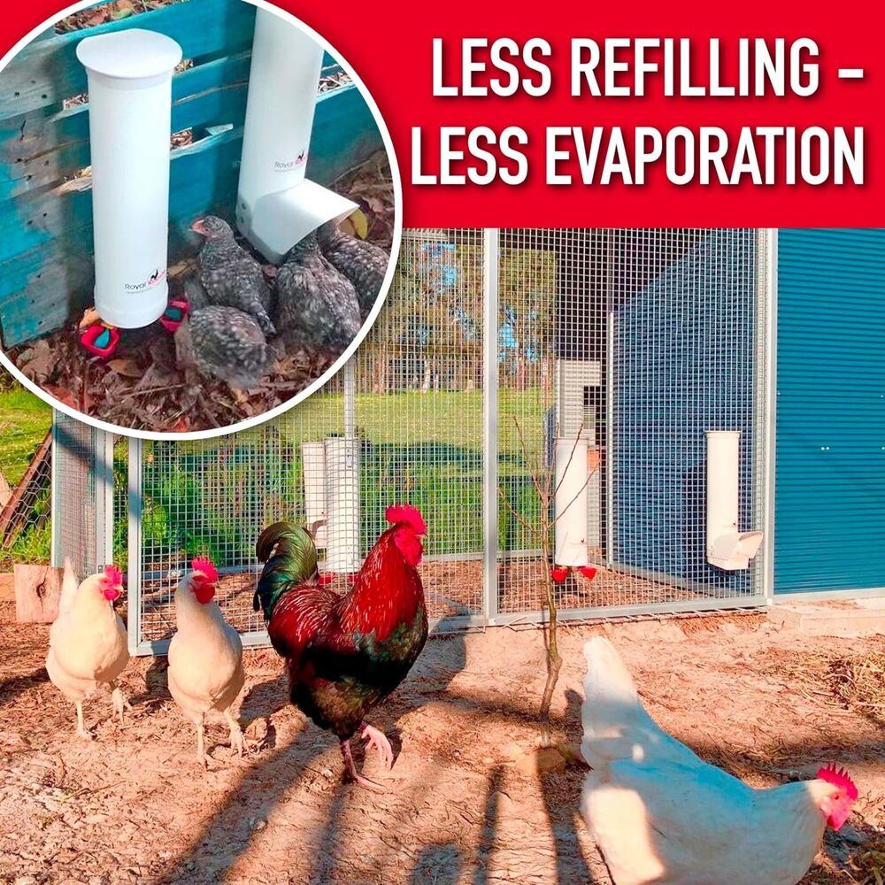 Royal Rooster Chicken Feeder and Waterer Set, 1 Gal Waterer & 7lb Feeder - Picture 8 of 8